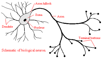 Description: C:\Users\EESpare\Desktop\Documents\MyFiles\public_html\network\Class\special_topic_files\neuron.png
